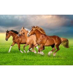 Puzzle Castorland Chevaux Dans La Ruée Du Printemps 500 pièces