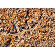 Puzzle Grafika Coquillages et Stars de Mer de 1000 Pieces